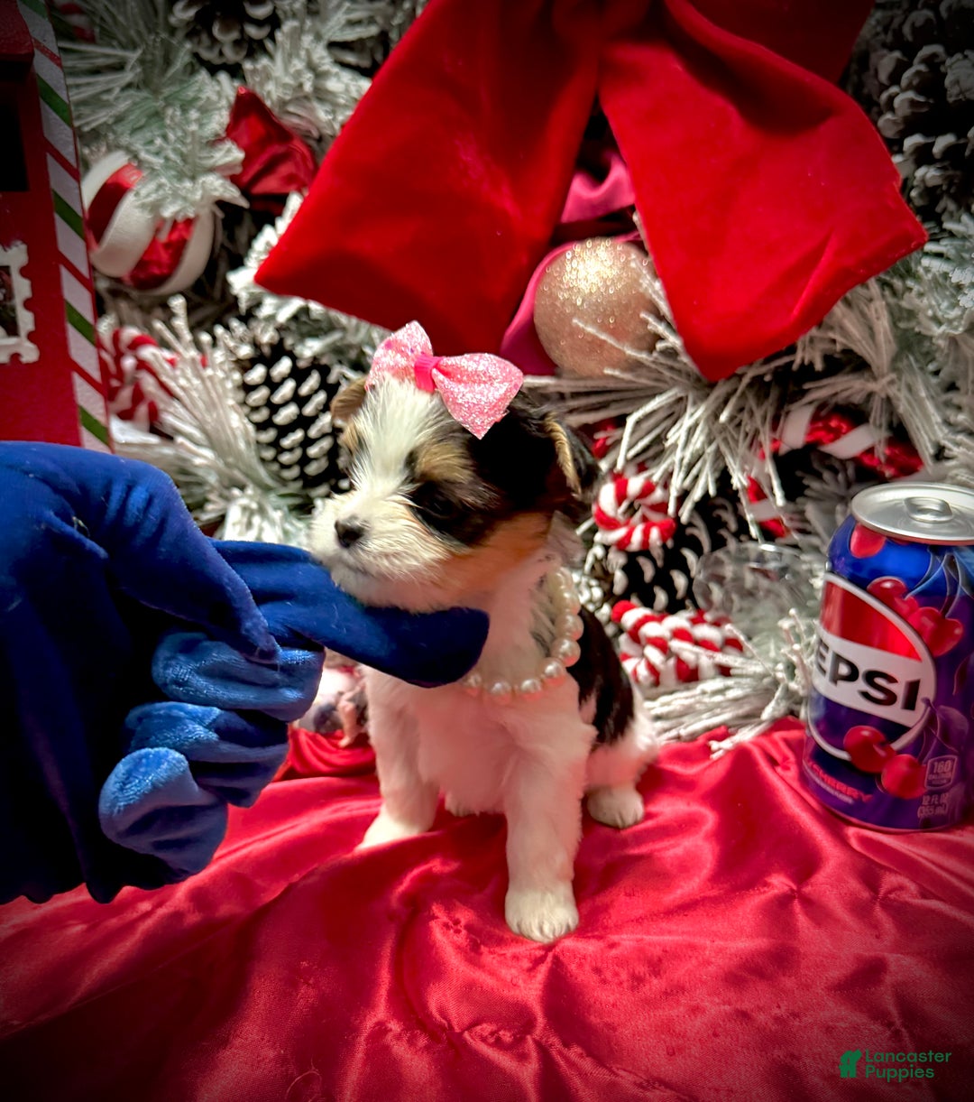 Yorkshire Terrier dogs for sale: Dot - Ad 15