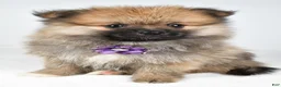 Pomeranian dogs for sale: Frisky - Ad 7