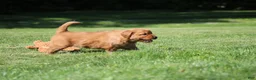 Golden Retriever dogs for sale: Georgie - Ad 4