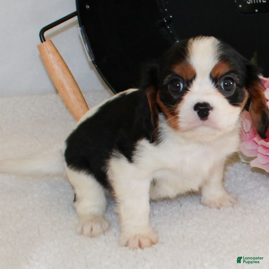 Cavalier King Charles Spaniel dogs for sale: Congo - Ad 3