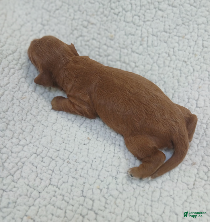 Cavapoo dogs BJ's Umber - Ad 2