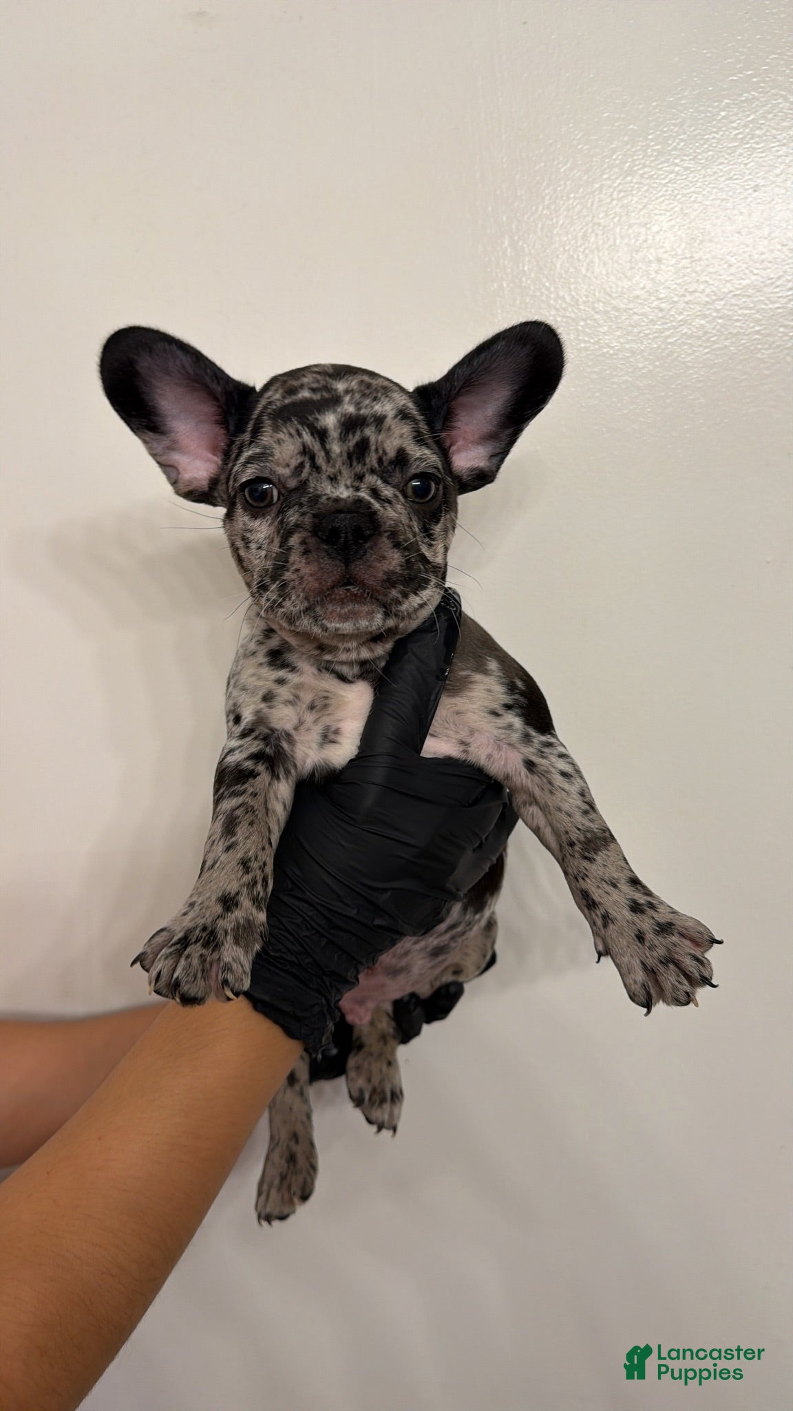 French Bulldog dogs French Bulldog 3 - Ad 4