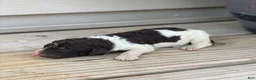 Standard Poodle dogs for sale: Milo - Ad 3