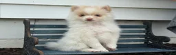 Pomeranian dogs for sale: Wilder - Ad 10