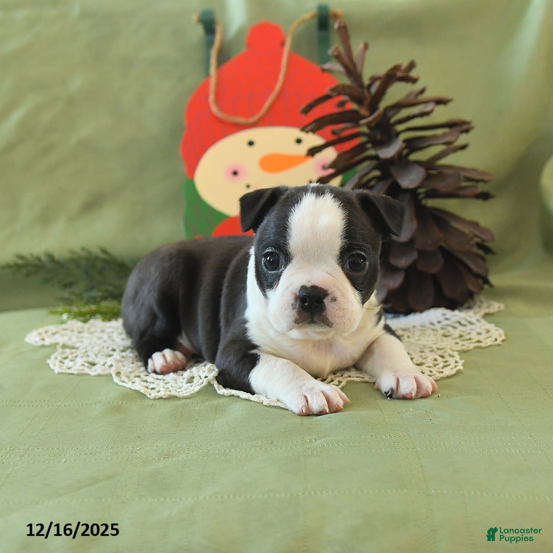 Boston Terrier dogs for sale: Comet - Ad 14