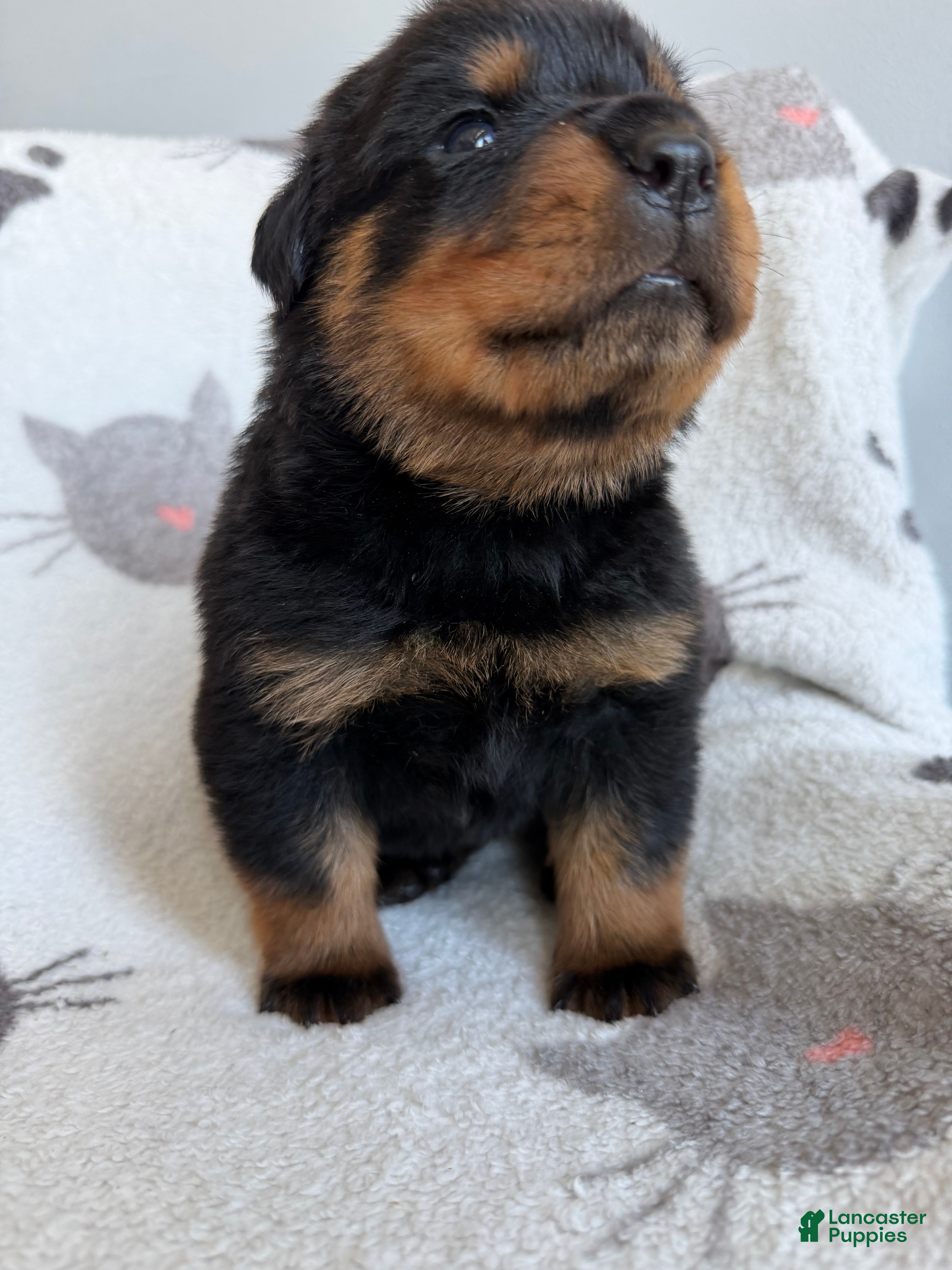 Rottweiler dogs Jackson - Ad 2