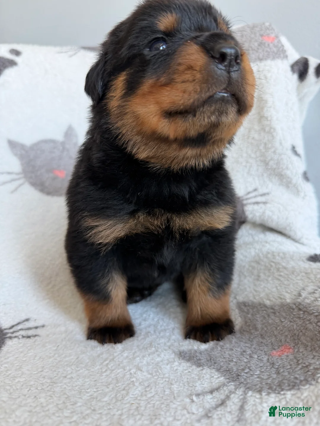Rottweiler dogs for sale: Jackson - Ad 2