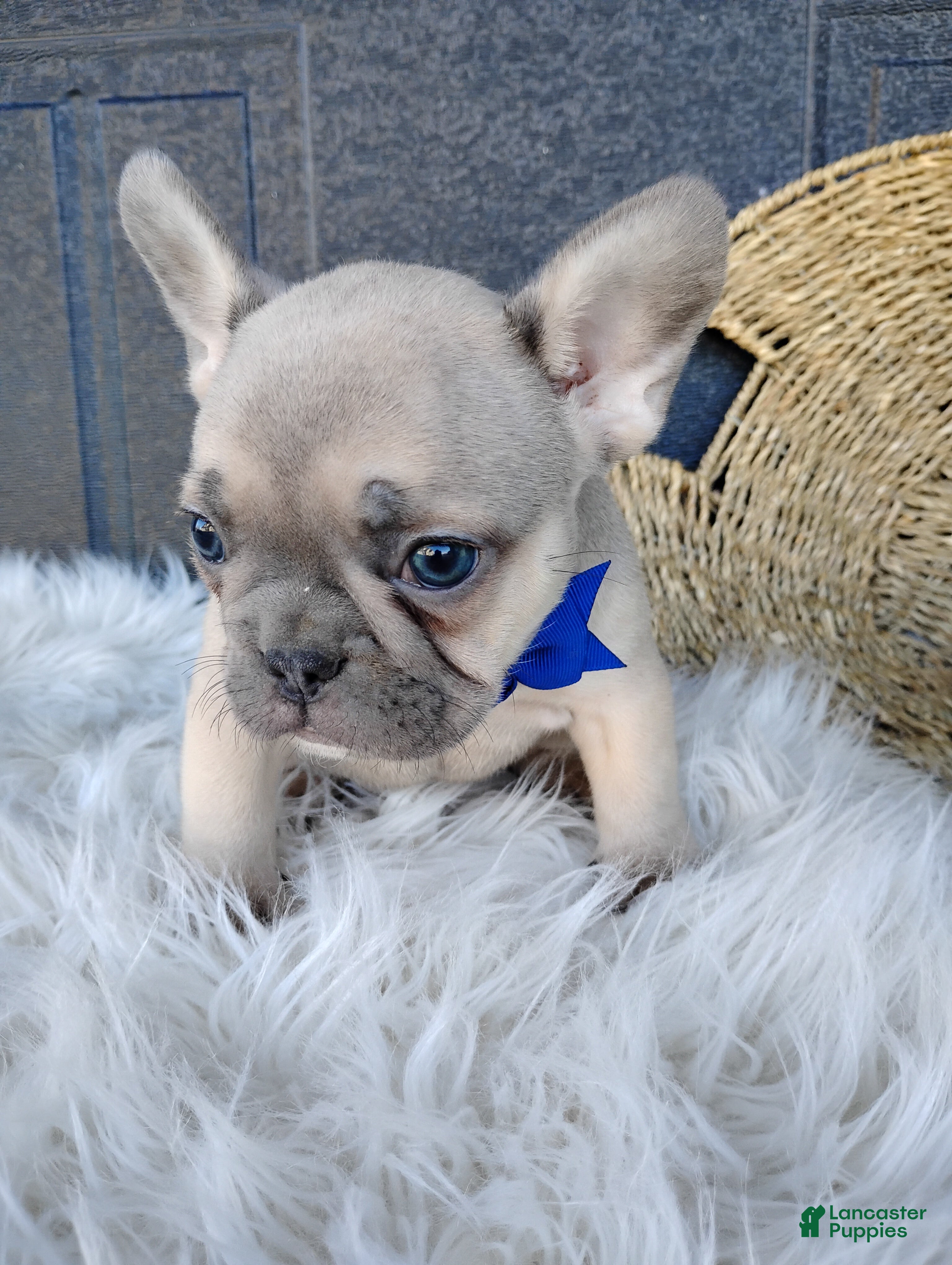 French Bulldog dogs Fargo  - Ad 2