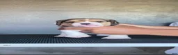 Beagle dogs for sale: Beagle 2 - Ad 2
