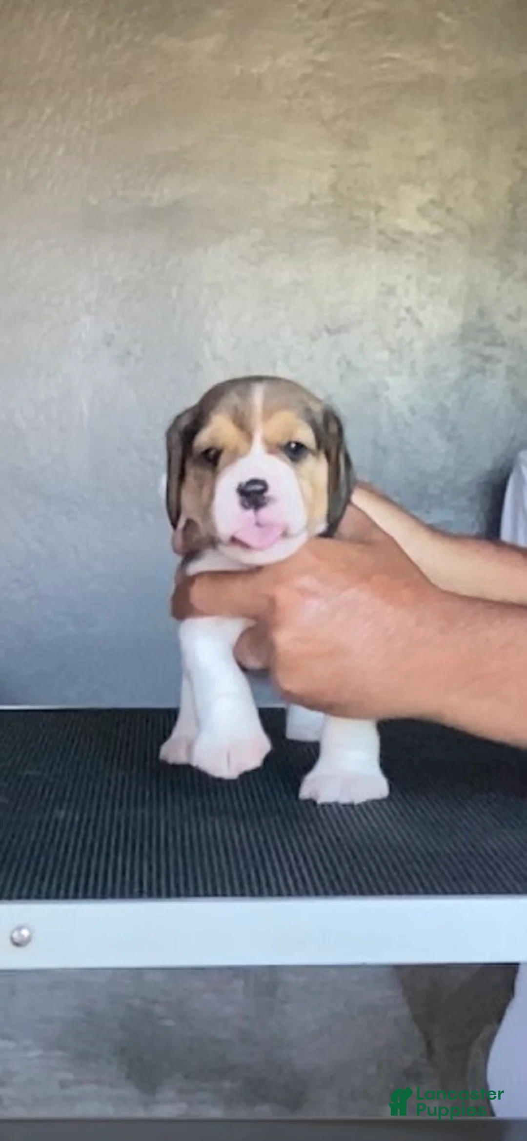 Beagle dogs for sale: Beagle 2 - Ad 2