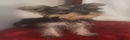 Yorkshire Terrier dogs for sale: Dynamite Zenith - Ad 3