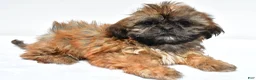 Shih Tzu dogs for sale: Vicky - Ad 5