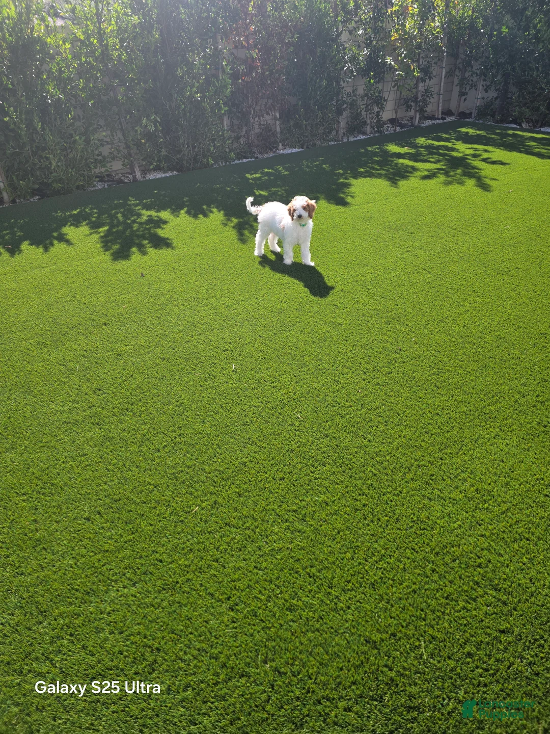 Goldendoodle dogs for sale: Goldendoodle 1 - Ad 7