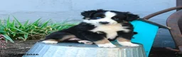 Miniature Australian Shepherd dogs for sale: Lily - Ad 3