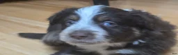 Miniature Australian Shepherd dogs for sale: Miniature Australian Shepherd 1 - Ad 8