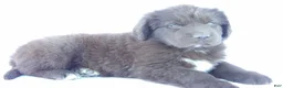 Newfoundland dogs for sale: Jill - Ad 3