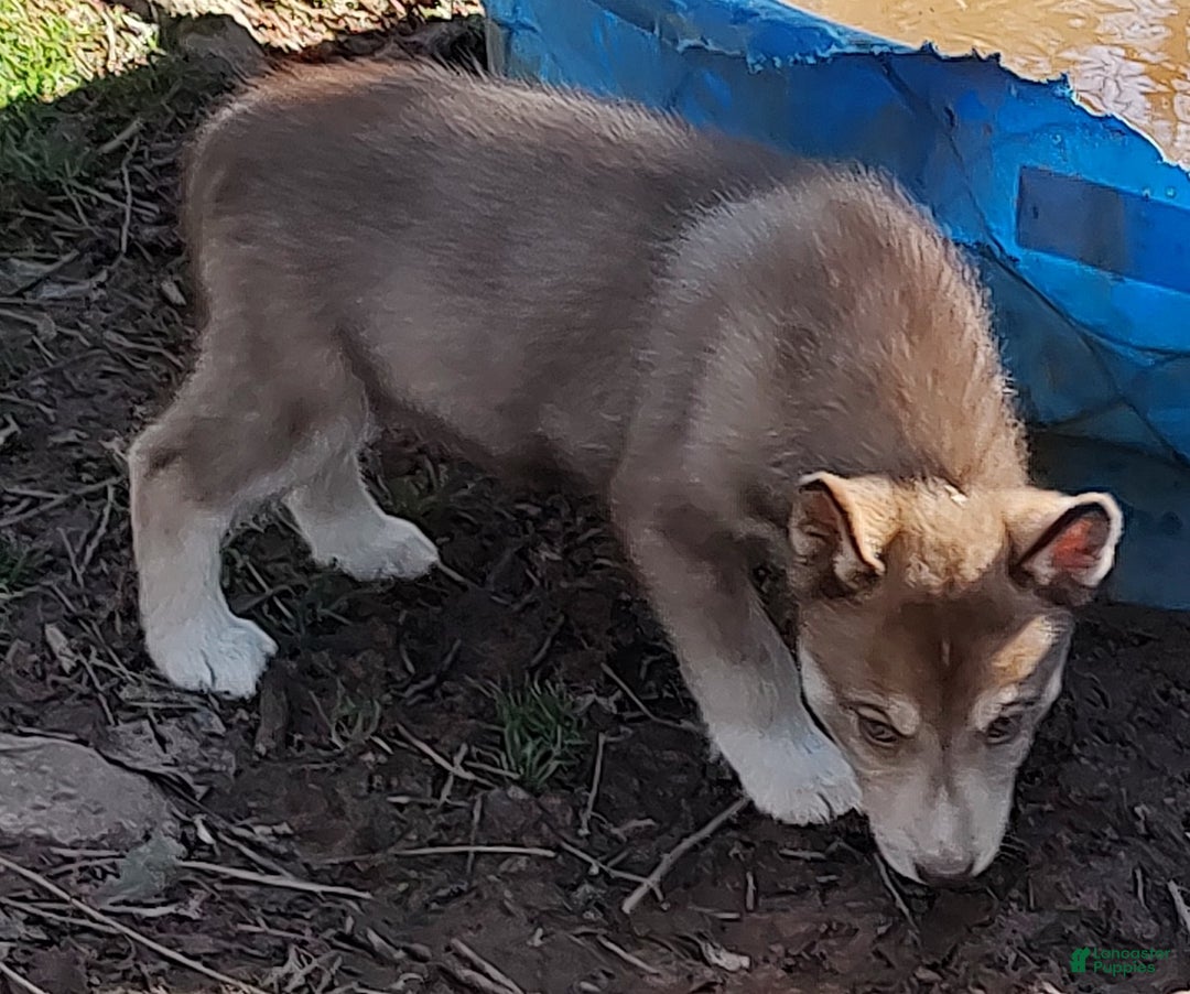 Siberian Husky dogs for sale: Siberian Husky Puppy 4 - Ad 9