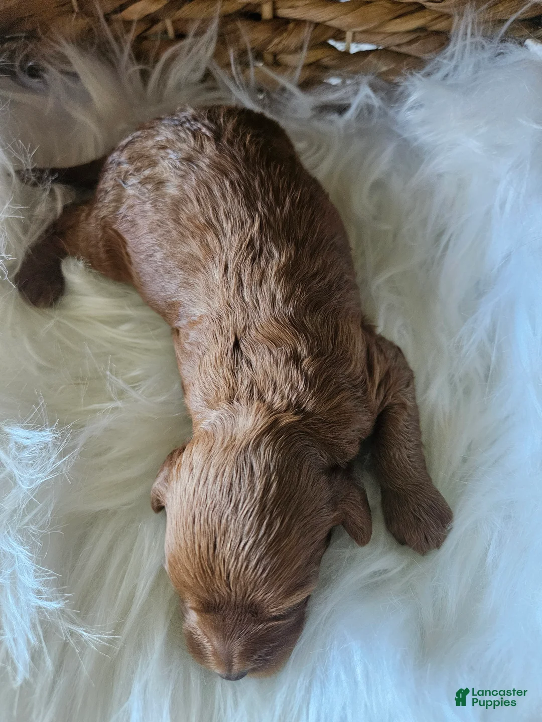 Cavapoo dogs for sale: Grace - Ad 2