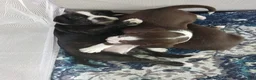 Mixed Breed dogs for sale: Mixed Breed 2 - Ad 6