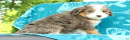 Mini Bernedoodle dogs for sale: Turbo - Ad 8