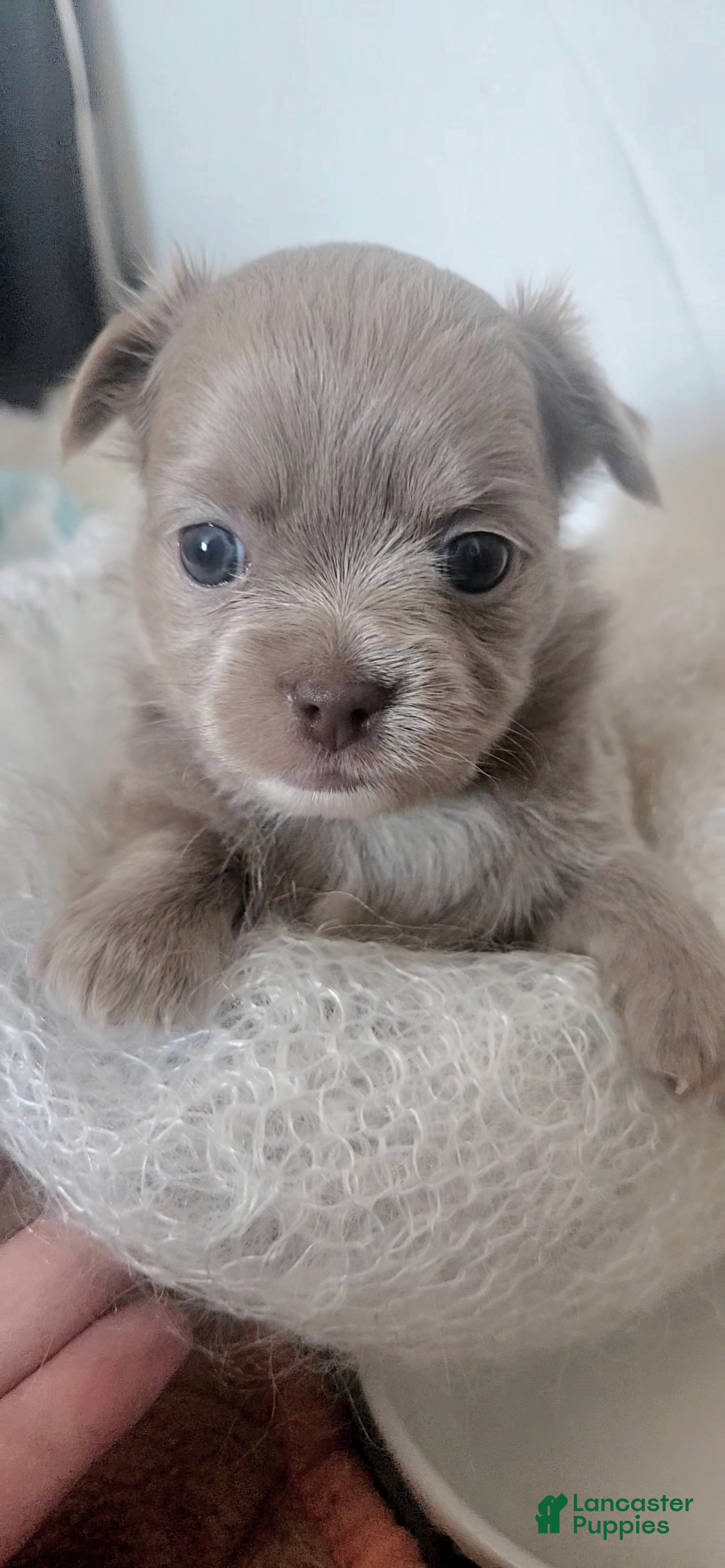 Chihuahua dogs AKC Fluffy lilac boy - Ad 2