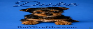 Duke