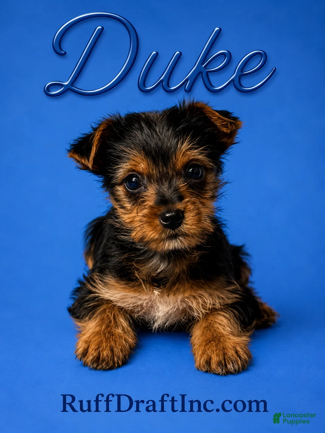 Yorkshire Terrier dogs for sale: Duke - Ad 1
