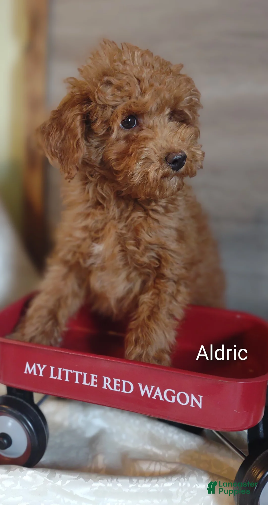 Cavapoo dogs for sale: Aldric - Ad 2