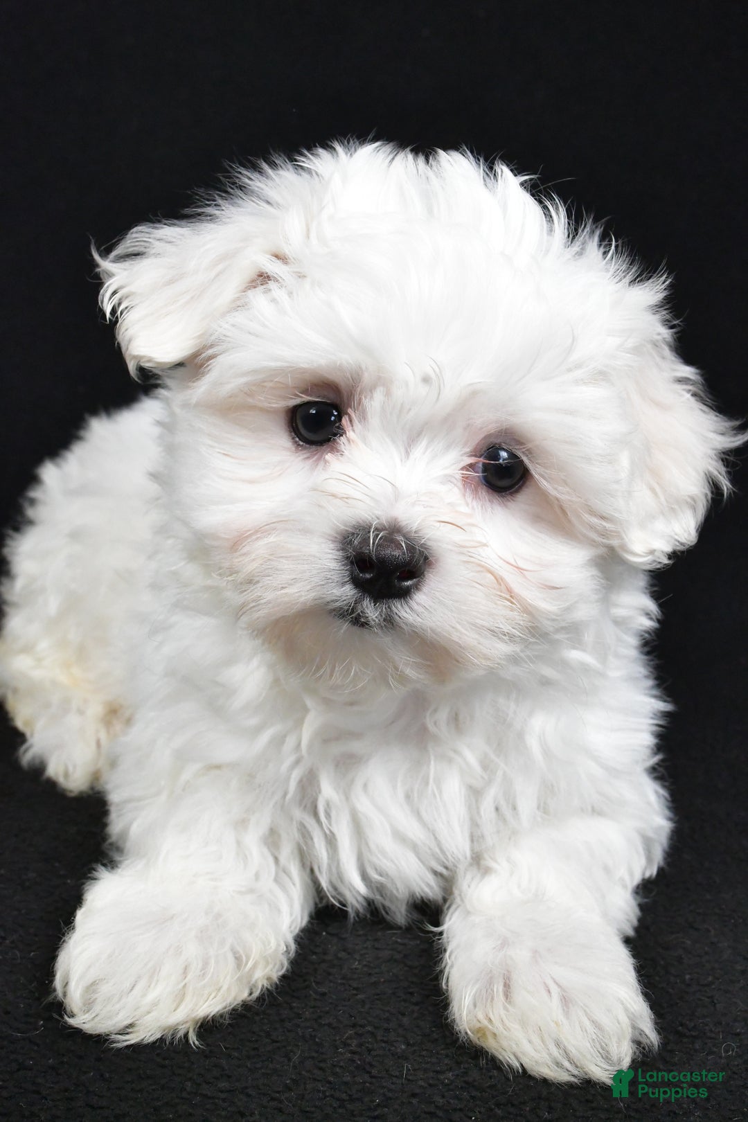 Maltese dogs for sale: Jordan - Ad 11