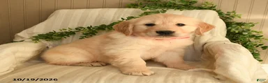 Cuddles