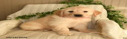Golden Retriever dogs for sale: Cuddles - Ad 1