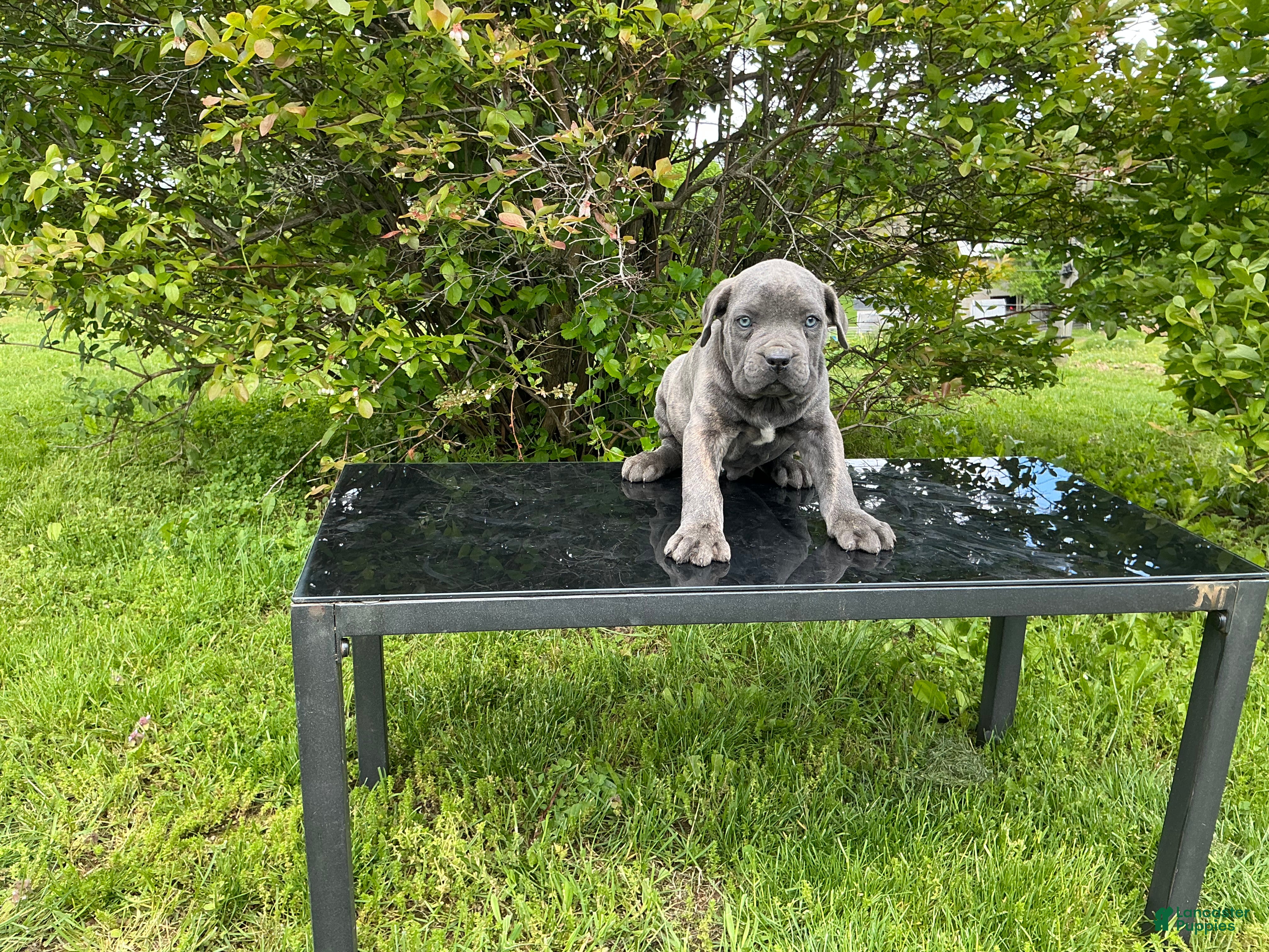 Cane Corso dogs Cane Corso Puppy 4 - Ad 1