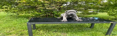 Cane Corso Puppy 4