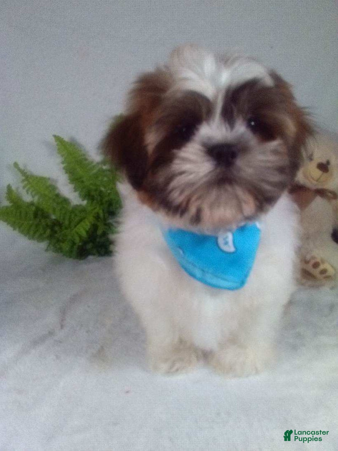 Shih Tzu dogs for sale: Hero - Ad 4
