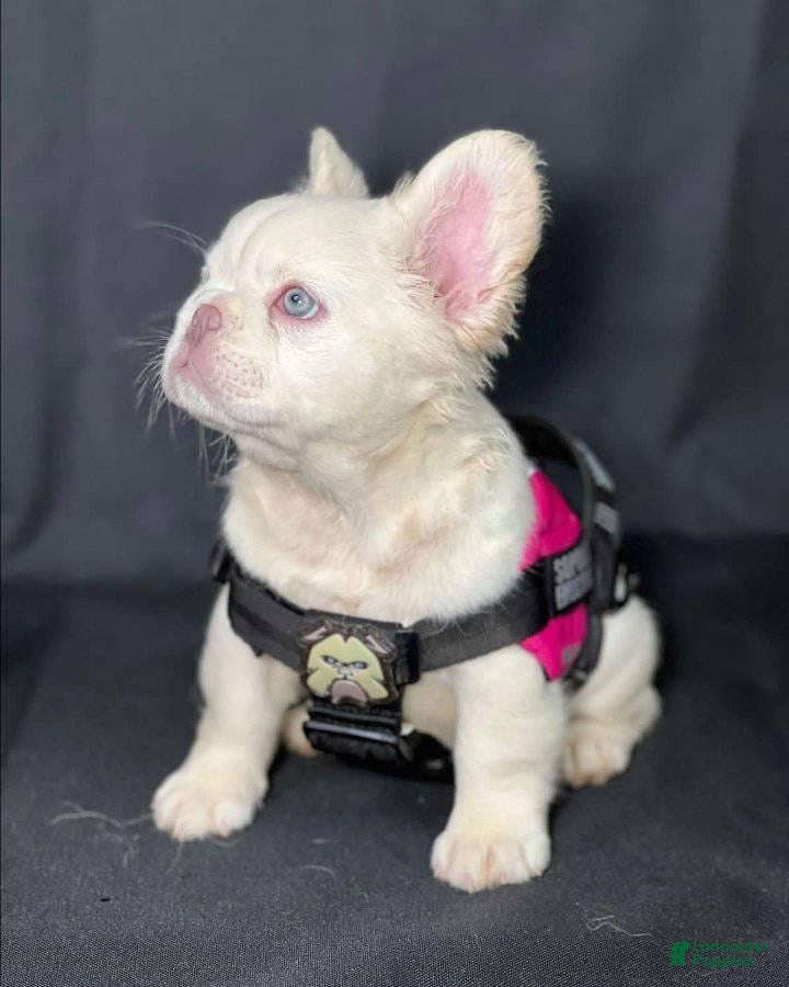 French Bulldog dogs Annie - Ad 10