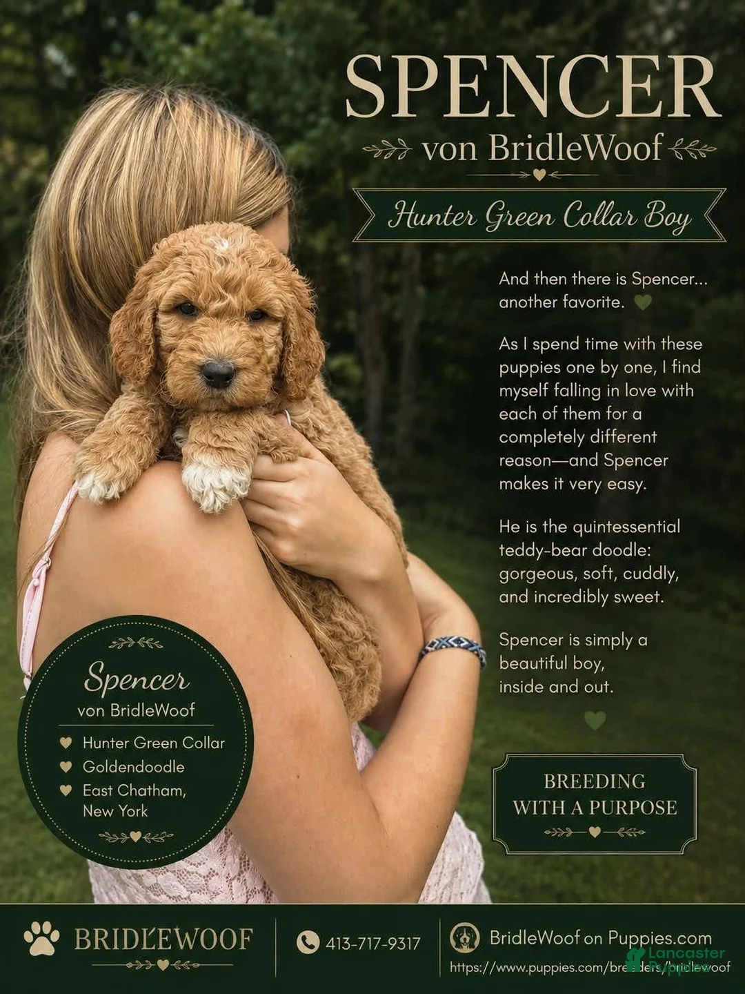 Goldendoodle dogs for sale: Spencer von BridleWoof  - Ad 1