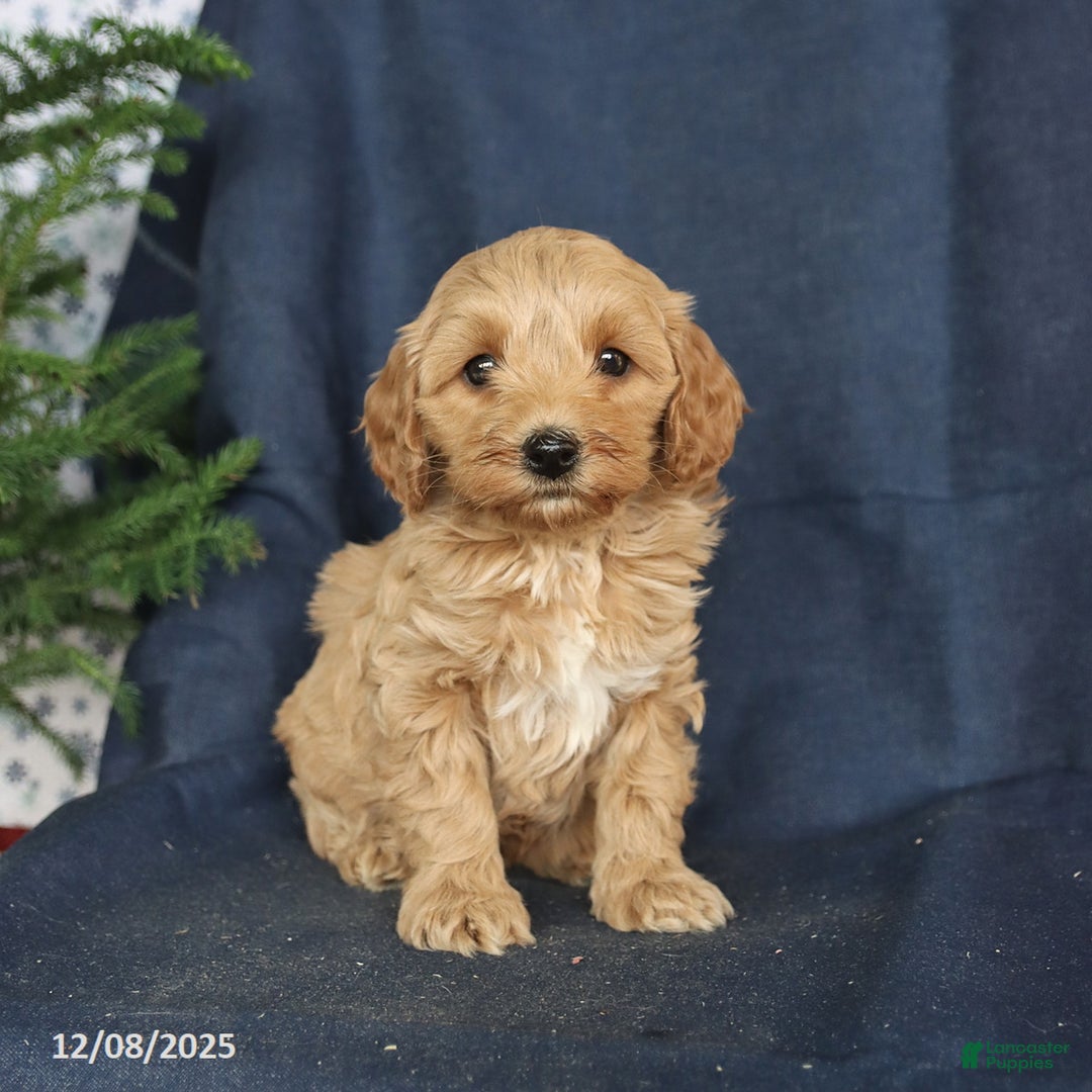 Cockapoo dogs for sale: Chocolate - Ad 2