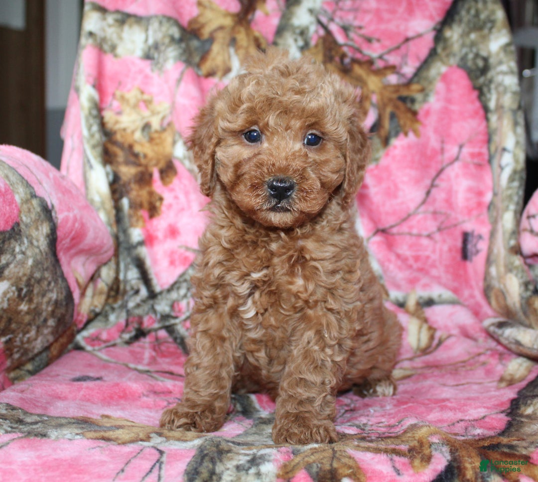 Mini Goldendoodle dogs for sale: Goofy - Ad 2