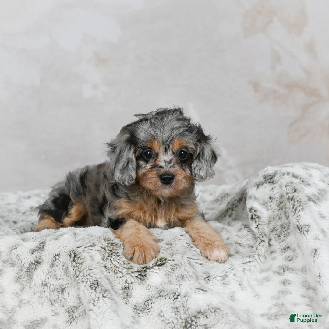 Cavapoo dogs for sale: Lola - Ad 2