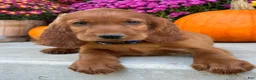 Irish Setter dogs for sale: Ralph - Ad 14