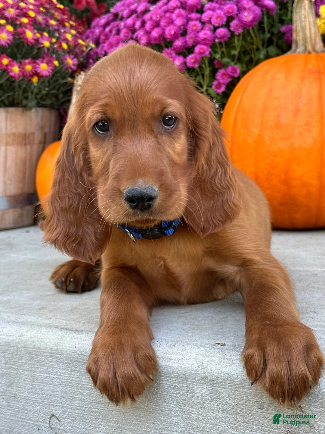 Irish Setter dogs for sale: Ralph - Ad 14