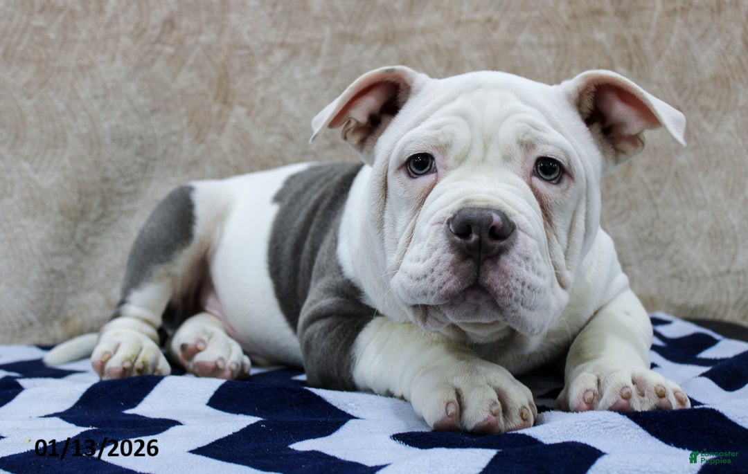 American Bully dogs for sale: Dobby - Ad 3