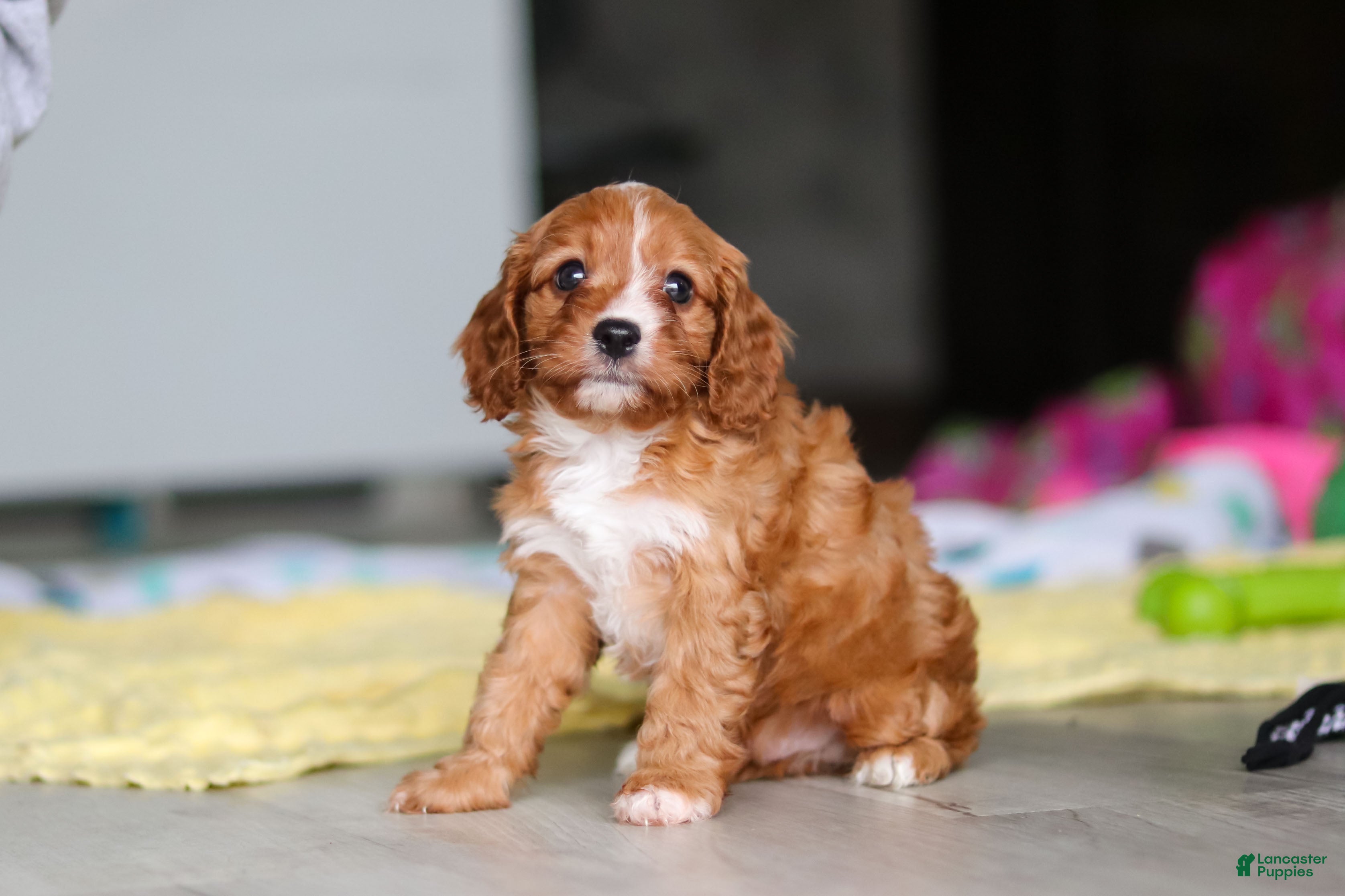 Cavapoo dogs Wynn - Ad 1