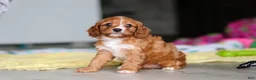 Cavapoo dogs for sale: Wynn - Ad 1