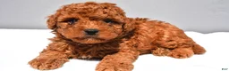 Cavapoo dogs for sale: Cruze - Ad 5
