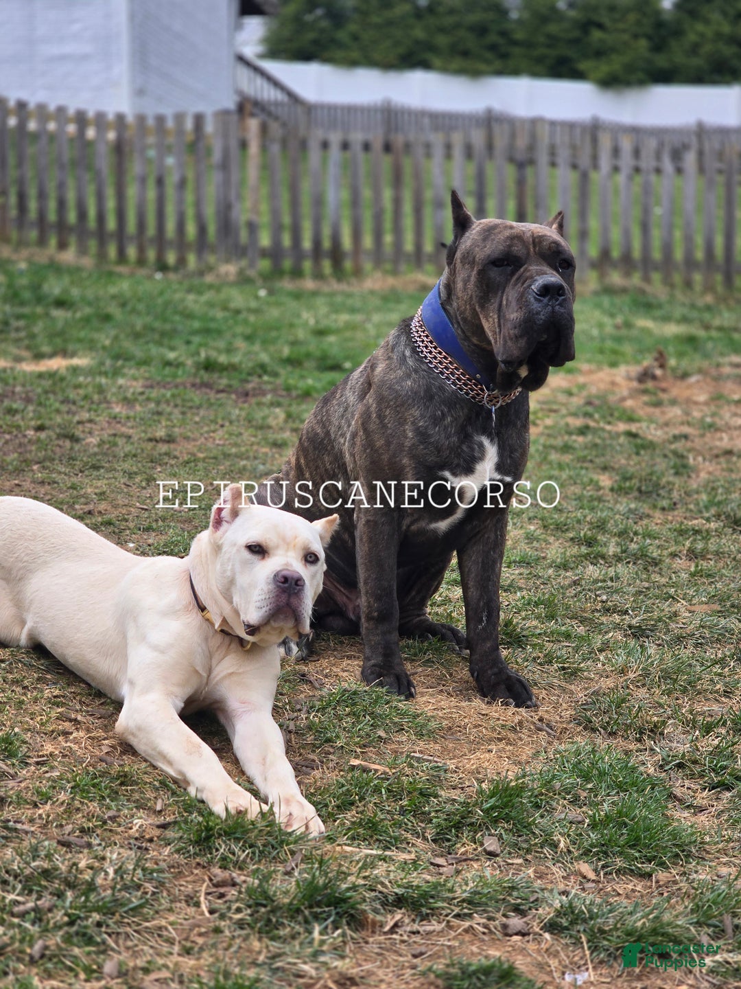 Cane Corso dogs for sale: Black female cane corso - Ad 3