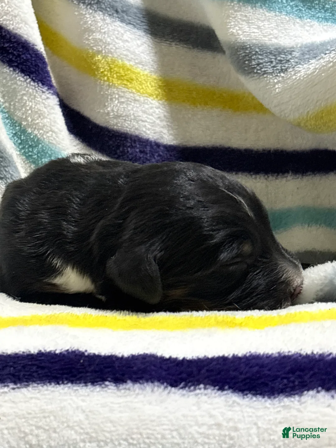 Aussiedoodle dogs for sale: Aussiedoodle 6 - Ad 2