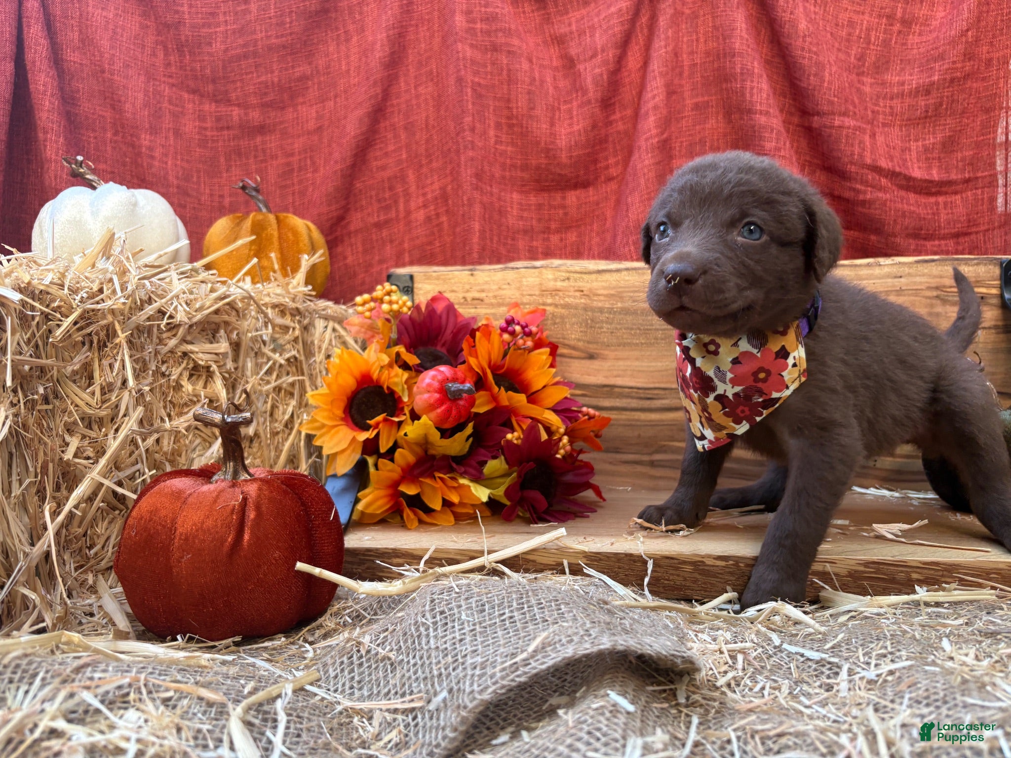 Chesapeake Bay Retriever dogs Chesapeake Bay Retriever 4 - Ad 33