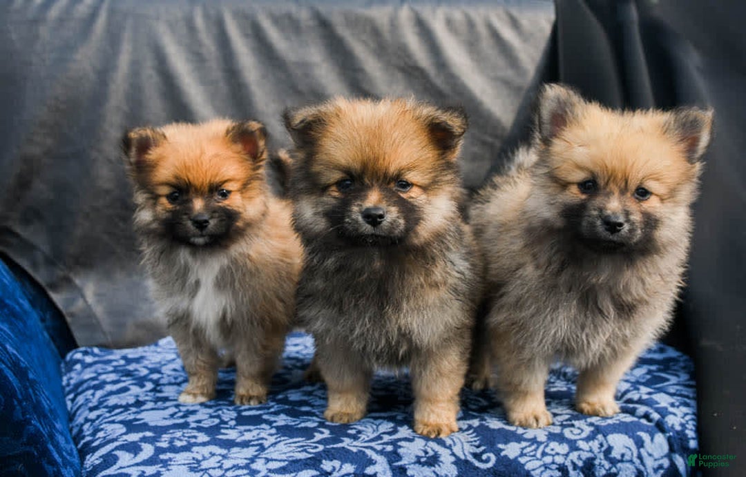Farmers Family Pets