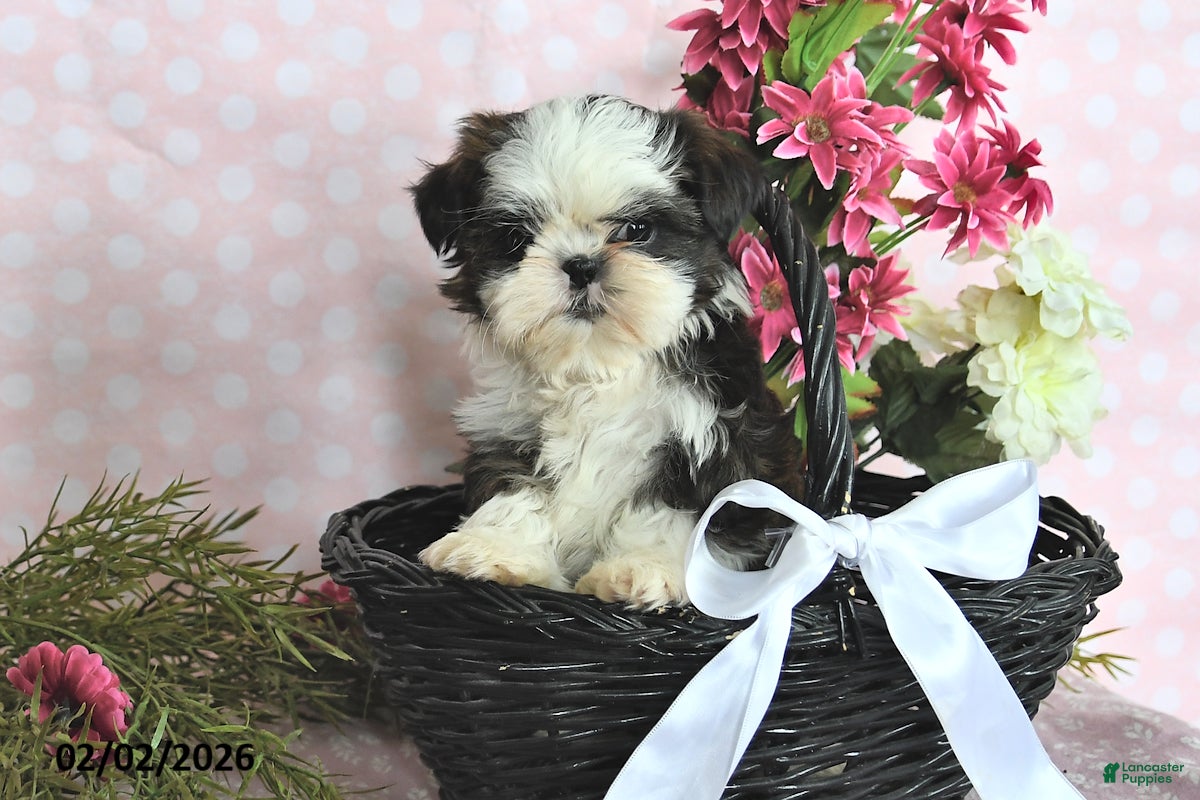 Shih Tzu dogs Belle - Ad 14
